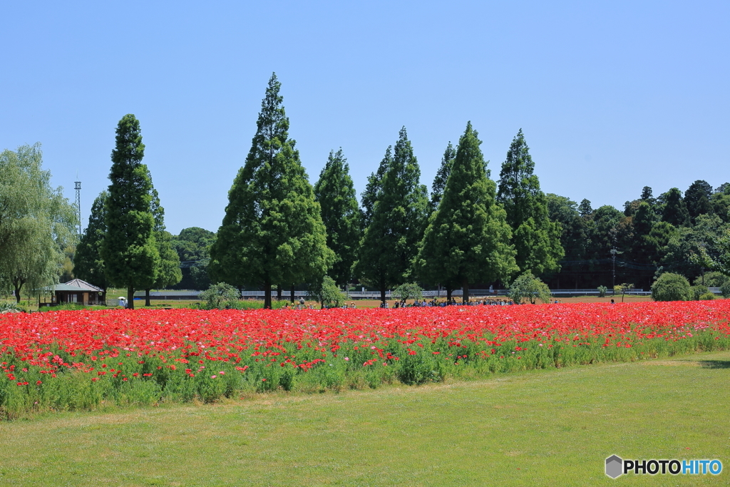 あけぼの山散策〈Ⅲ〉