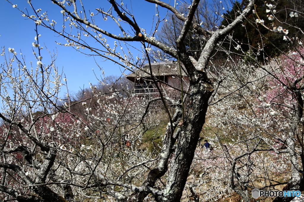 筑波山梅まつり