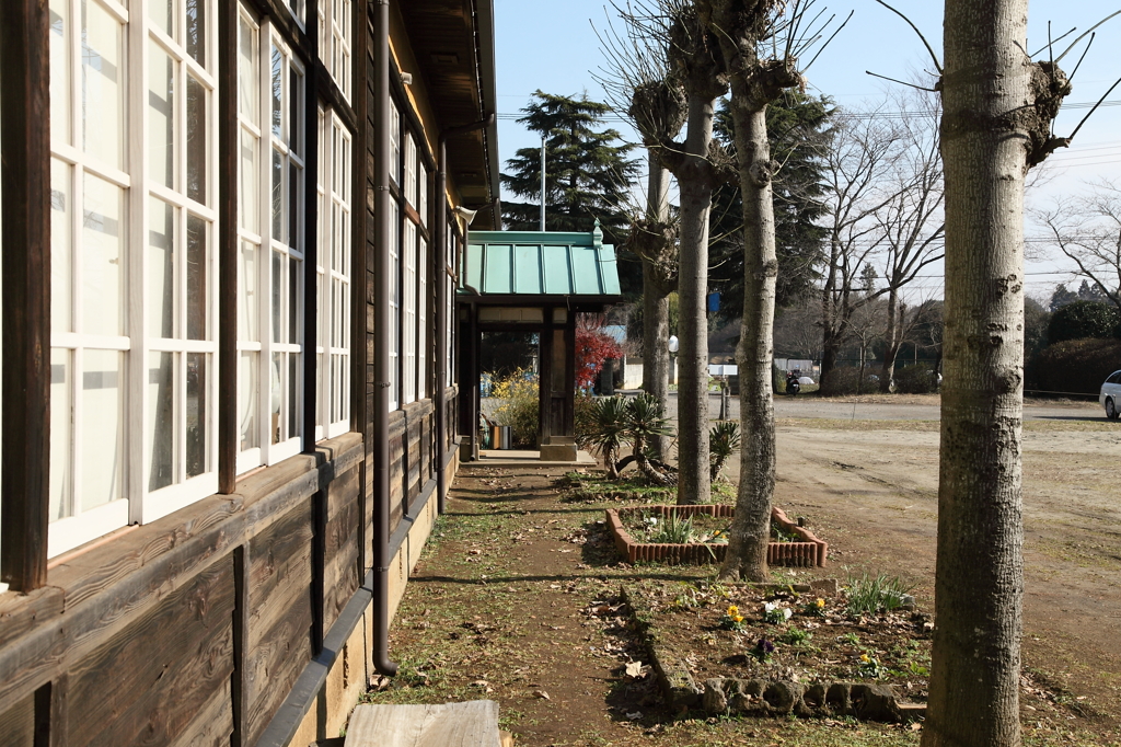 ○○分教場の銀杏