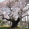  般若院 ～ 長寿桜・西面 ～