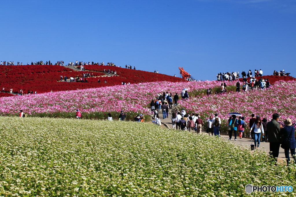 晩秋の花景