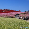 晩秋の花景