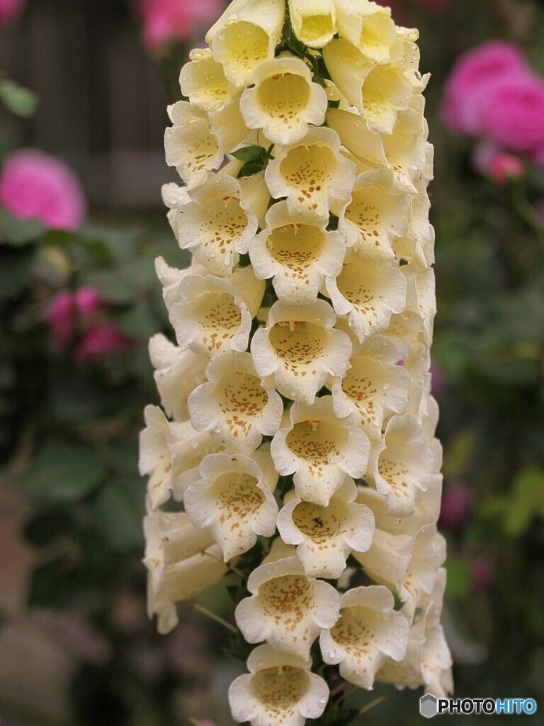 隠せぬ想い
