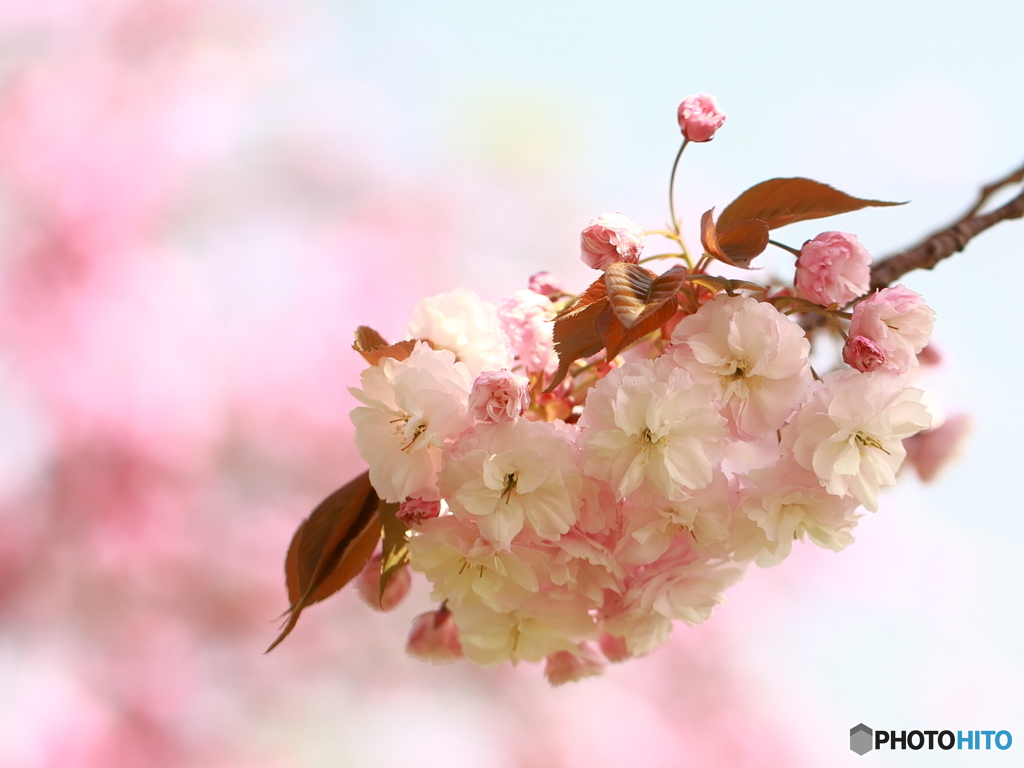 八重桜・松月
