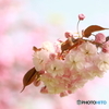 八重桜・松月