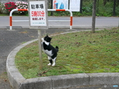 駐車場管理人代理！