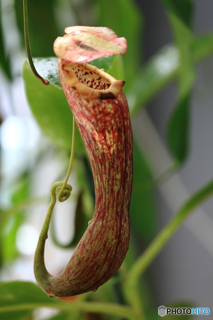 食虫植物・ウツボカズラ