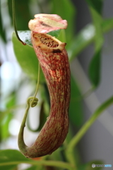 食虫植物・ウツボカズラ