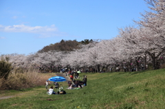 近隣桜名所めぐり 《 福岡堰Ⅱ》