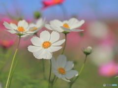 秋桜