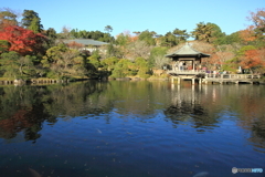 成田山公園 ～ 竜智の池 ～