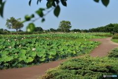 利根親水公園