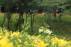 ゆり園