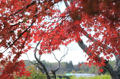 錦秋の情景
