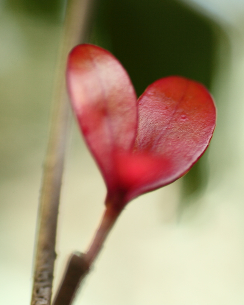 photohitoに愛をこめて♥♥