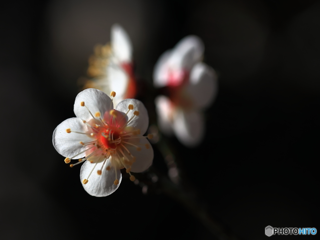 ‘ 清香 ’