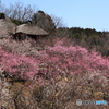 ❜18 筑波山梅まつり～展望あずまや～