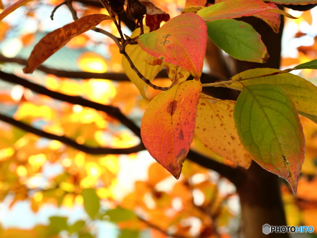 我が家で紅葉狩り！