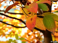 我が家で紅葉狩り！