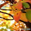 我が家で紅葉狩り！