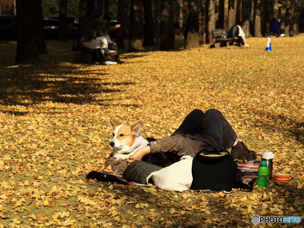 晩秋の公園模様ーまどろむ