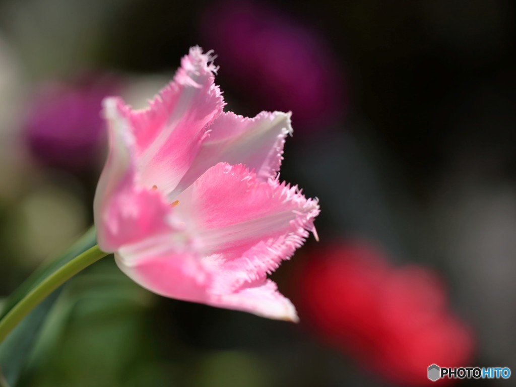 愛の芽生え