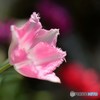 愛の芽生え
