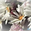 我家の小庭～菊Ⅲ～ 