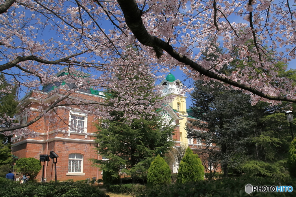 シャトーの桜Ⅱ