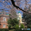 シャトーの桜Ⅱ