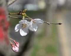 たつのこ・桜