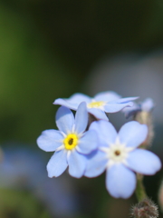 騎馬花！？