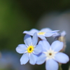 騎馬花！？