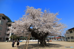 真鍋のサクラ