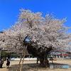 真鍋のサクラ