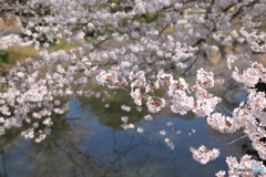 新川の桜 Ⅱ