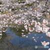 新川の桜 Ⅱ