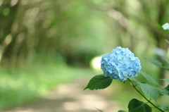 紫陽花の小路