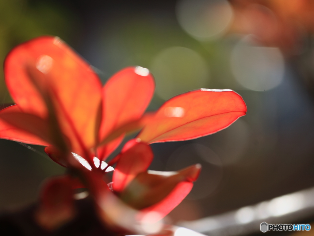 赤き新芽