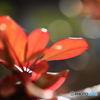 赤き新芽