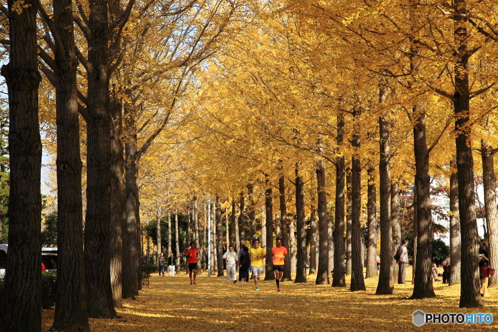 晩秋の公園模様ー駆ける人