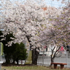公園の春ーさくらⅡ