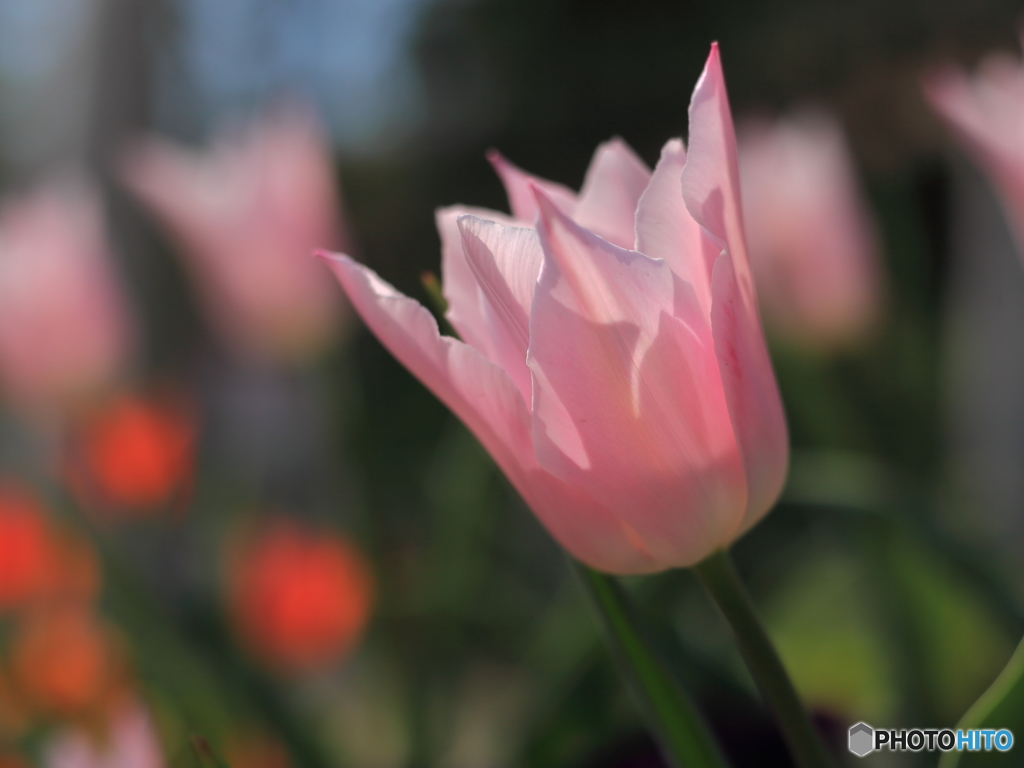 愛の芽生え