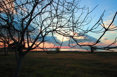 樹木の夕景