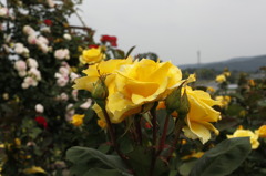薔薇