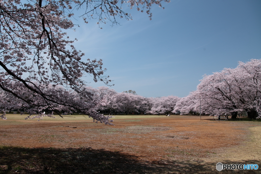 校庭の桜Ⅱ