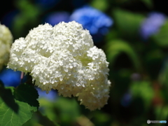  筑波実験植物園散策 4