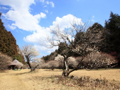 梅園の春陽！