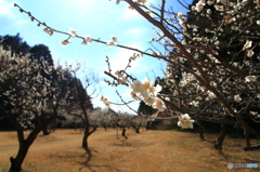 自然の森・梅林