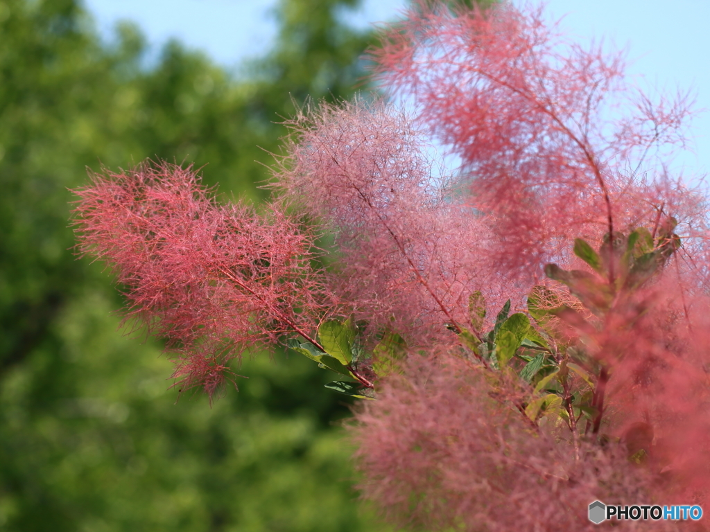  筑波実験植物園散策 1